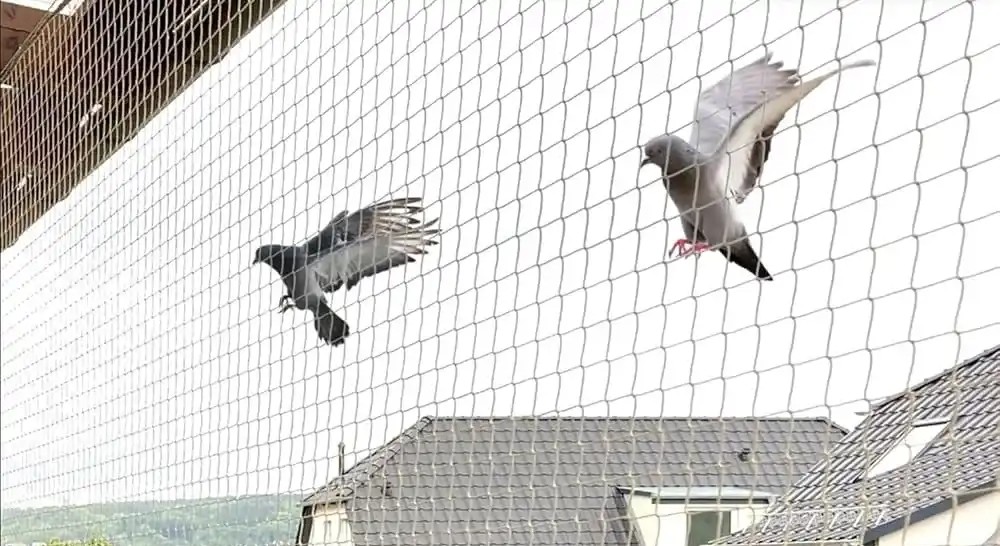 pigeon netting service gurgaon